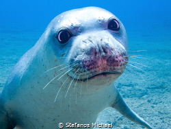 Mediterranean Monk Seal - Monachus monachus by Stefanos Michael 